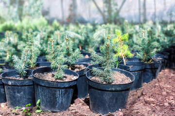 Pots with young fir tree plants in greenhouse