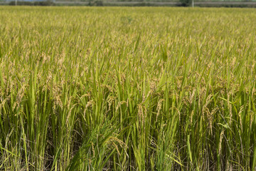 Autumn rice field in Korea