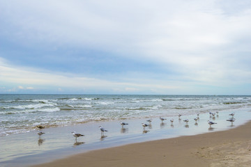 Fototapeta na wymiar Seagulls on a beach waterfront