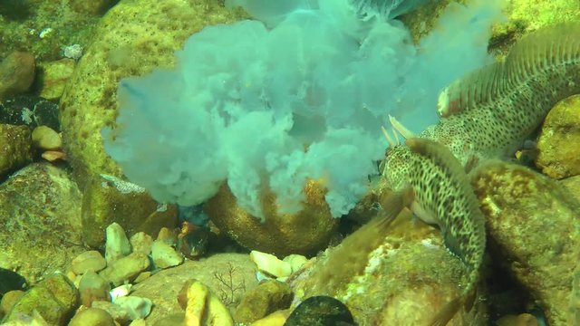 Marine fish Tentacled blenny (Parablennius tentacular) eat dead jellyfish, wide shot.
