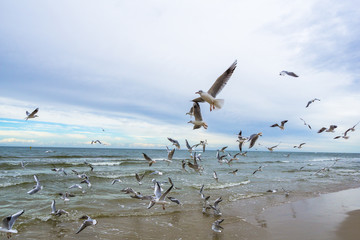 Seagulls on a beach waterfront