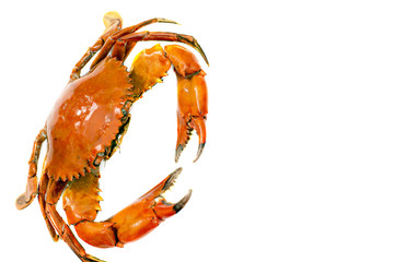 red boiled crab isolated on white background