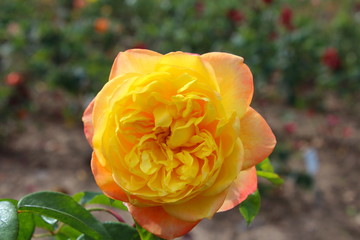 yellow rose flower
