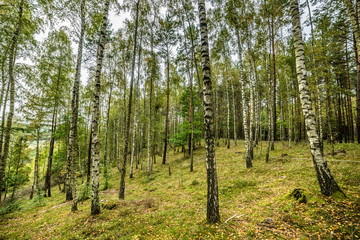 Early autumn forest, landscape, autumn birch trees