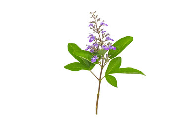 Close up violet flower Vitex trifolia Linn or Indian Privet is herb in Thailand,isolated on white background.Saved with clipping path.