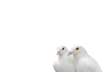 Pair of white pigeons isolated on white. Bird doves is a symbol of love and fidelity. Template for the design.