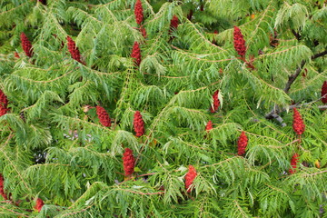 staghorn sumac (Rhus typhina)