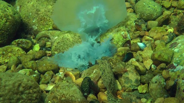 Marine fish Rusty blenny (Parablennius sanguinolentus) eats dead jellyfish, wide shot.
