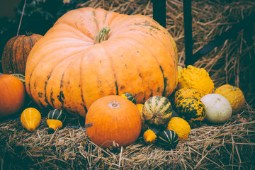 pumpkins in the hay