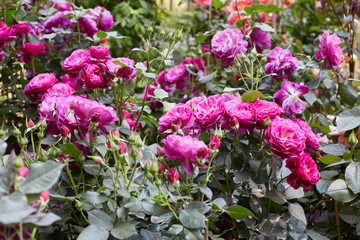 Rose garden with pink roses bush