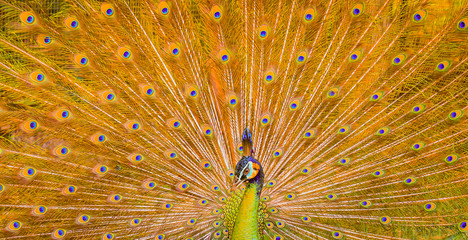 Beautiful green peacock