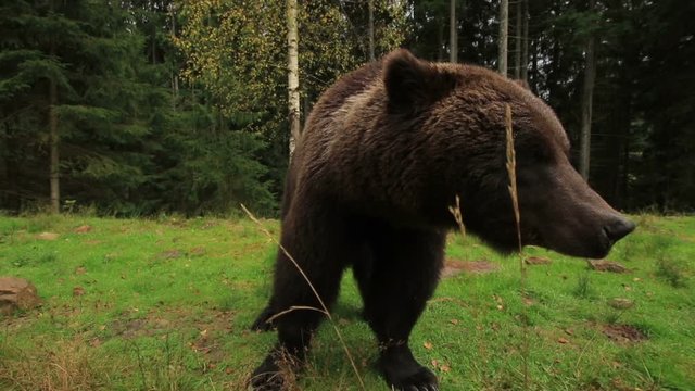 Big Brown Bear loud breathes standing close on a green glade in the forest and sniffes the air turning his head from side to side (1080p 25 fps; handle; canon 7d Mark II, Sigma 10-20)