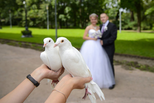 Newlyweds Give White Doves. Bride And Groom Will Release Doves Into The Sky. The Bird Is A Symbol Of Love And Fidelity. Wonderful Wedding Day.