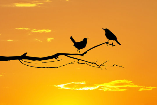 birds in love on branches