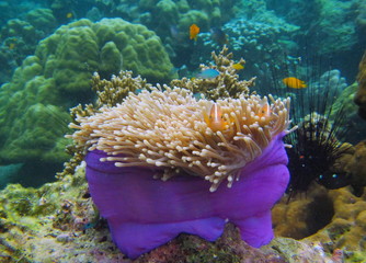 Clown fish.