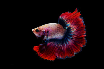 Siamese red fighting fish isolated on black background.