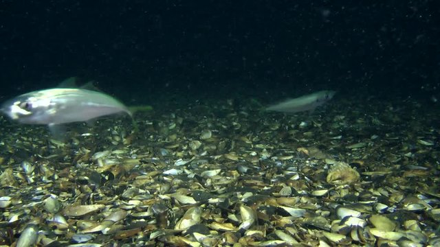 Marine fish Horse mackerel (Trachurus trachurus) eats plankton near the the seabed, medium shot.
