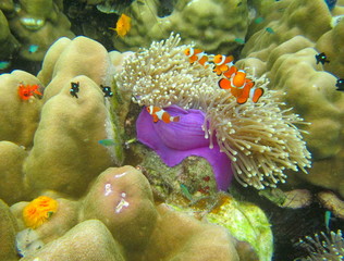 Clown fish.