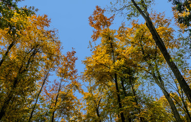 Herbstimpression in Wien, Österreich