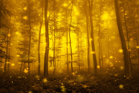 Fototapeta Artystyczny złoty kolor mglisty leśny drzewko bajkowy krajobraz z abstrakcyjnymi świetlikami.