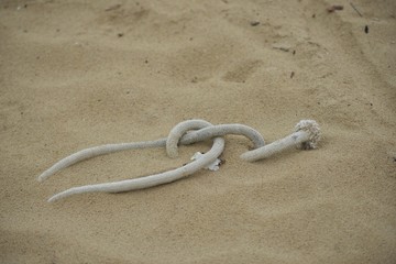 Fototapeta na wymiar a rope on the sand