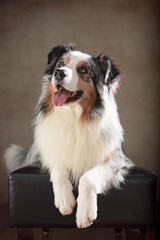 liegender Australian Shepherd im Studio