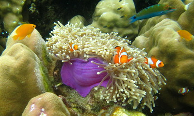 Clown fish.