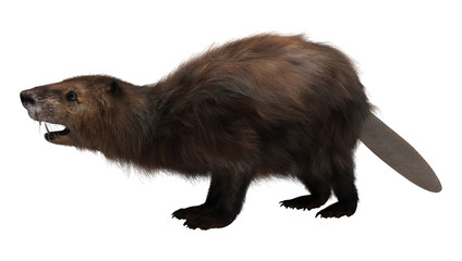 3D Rendering Beaver on White
