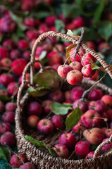 ramo con mele selvatiche rosse. Altre poste in un cestino e sparse su tavola verde 