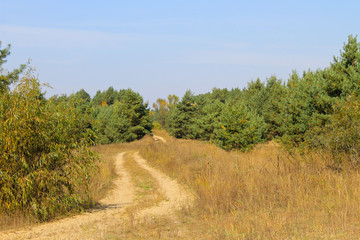 Sandy road in pine forest