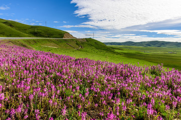 Fototapeta na wymiar Flowers on the grassland of tibetan plateau.