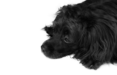 Black long haired dog laying on white background