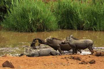 Warthogs in the mud
