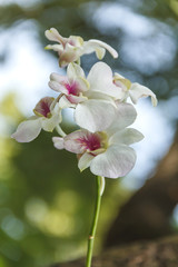 White orchid in the garden