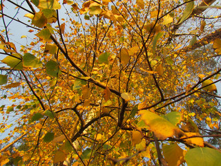 beautiful and fresh autumn forest in sunlight