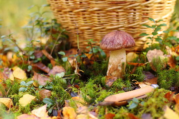 Красный гриб на мху на фоне плетеной корзины.