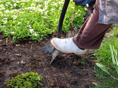  Dig with shovel for planting the daffodil       