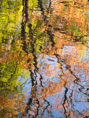 autumn trees in the water