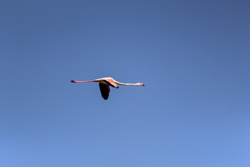 Flamenco volando en Marismas del Odiel