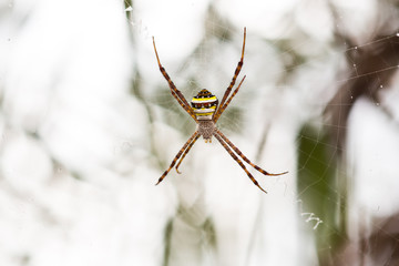 colorful spider on web