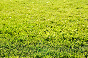 Green grass background texture. Beautiful bright green field. Element of design.