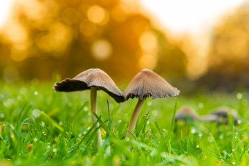 Small Mushrooms on green meadow