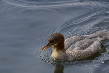 Smergo maggiore nuota nel lago