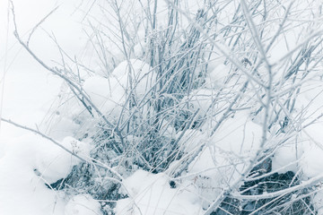 White Wintry Wonderland