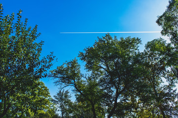 Trees against clear blue sky with the airplane trace on it