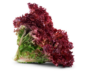 vegetable salad lettuce Lollo Rosso isolated on white background