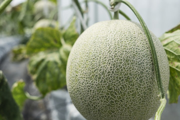 Melon farm in green house near dead dying plant