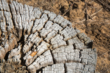 closeup old wooden cut texture in the deforested area