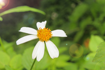 White flower with nature background