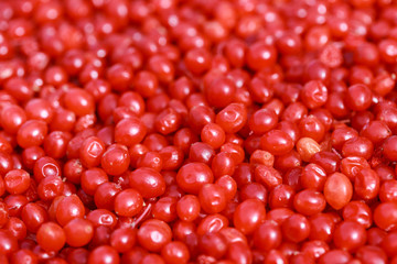 viburnum photo, viburnum texture, autumn viburnum, viburnum macro, red viburnum, viburnum berry, raw viburnum, viburnum background, viburnum branch, red viburnum berry